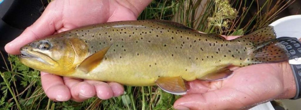 Apache Trout