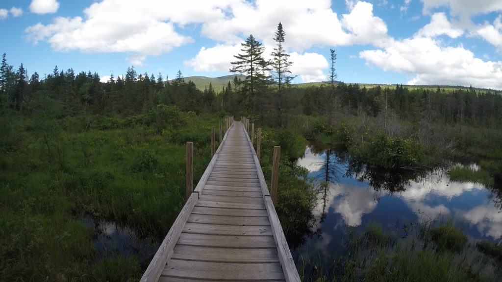 Beaver Pond