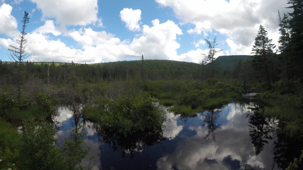 Beaver Pond