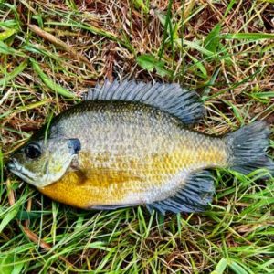 Bluegill
