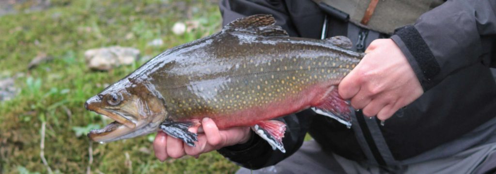 Brook Trout