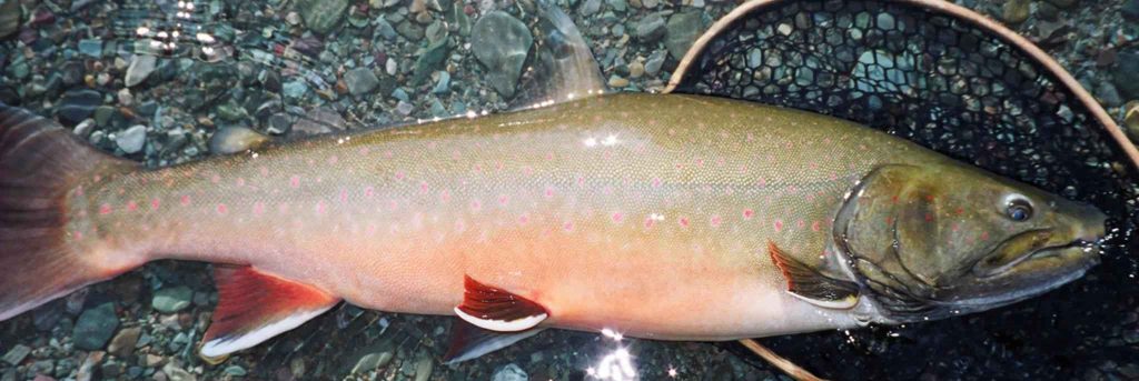 Bull Trout