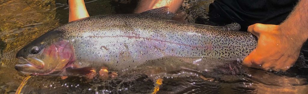 Cutbow Trout
