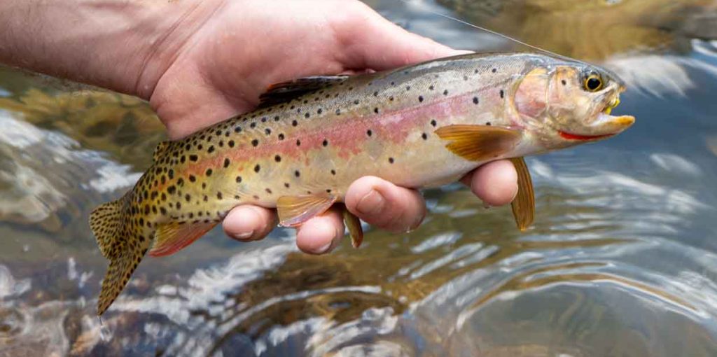 Cutthroat Trout