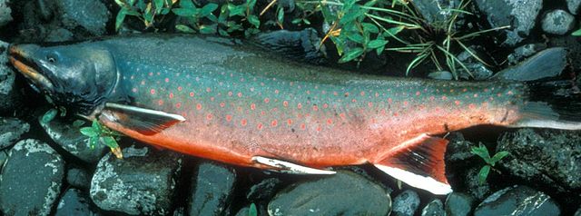 Dolly Varden